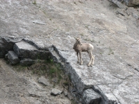 Baby bighorn